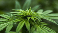 marihuana herb-2915337 960 720